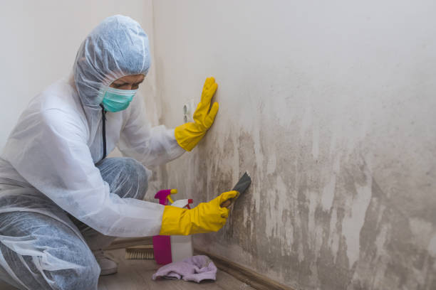 Best Commercial Mold Removal  in Watsessing, NJ