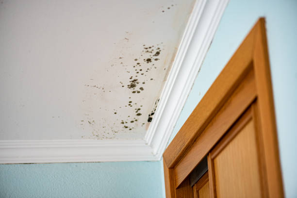 Best Local Mold Removal Service  in Watsessing, NJ
