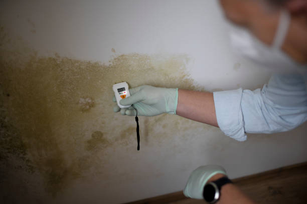 Best Mold Remediation  in Watsessing, NJ