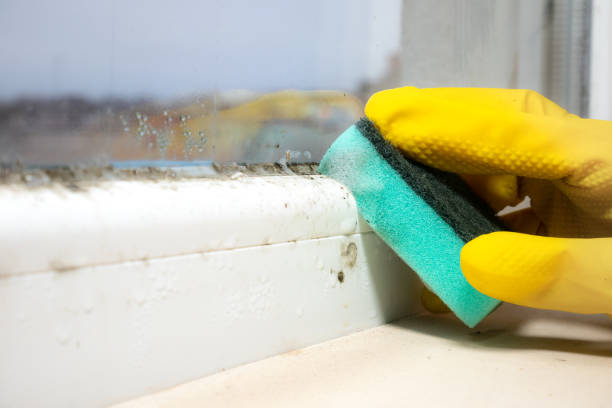Best Mold Cleaning Services  in Watsessing, NJ