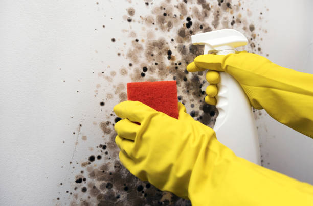 Best Best Mold Removal Companies  in Watsessing, NJ