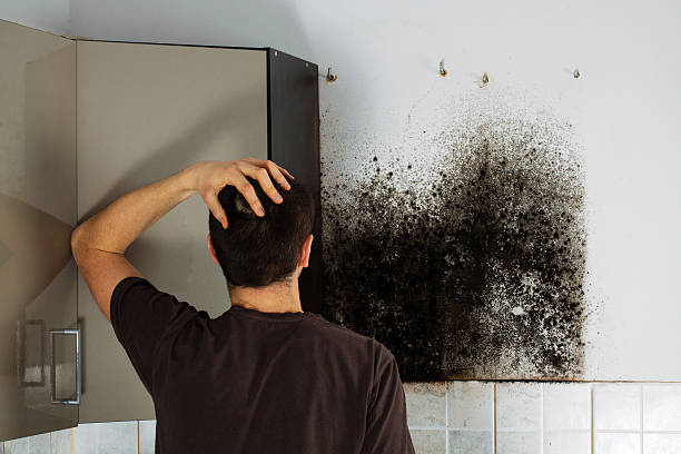Best Fast Mold Removal  in Watsessing, NJ