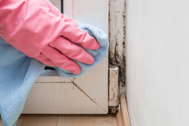 Best Mold Removal Company Near Me  in Watsessing, NJ