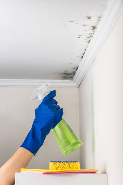 Best Commercial Mold Removal  in Watsessing, NJ