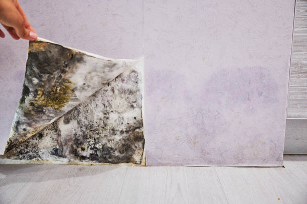 Best Office Mold Removal Services  in Watsessing, NJ
